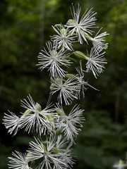 Silene ovata