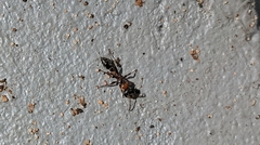 Pseudomyrmex gracilis