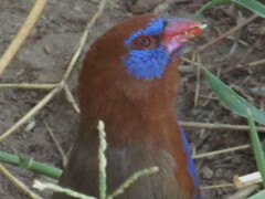 Granatina ianthinogaster