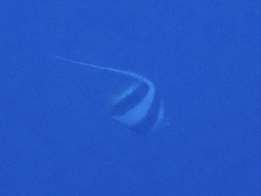 Heniochus diphreutes