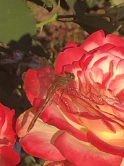 Sympetrum internum