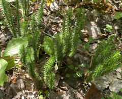 Lycopodiaceae