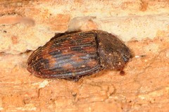 Phenolia grossa