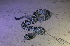 Crotalus adamanteus