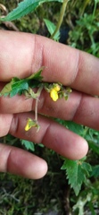 Calceolaria