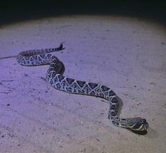 Crotalus adamanteus