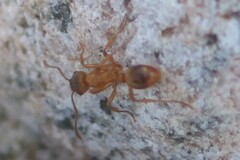 Myrmica rubra
