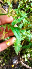 Calceolaria