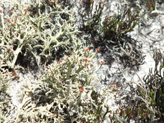 Cladonia leporina
