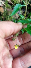 Calceolaria