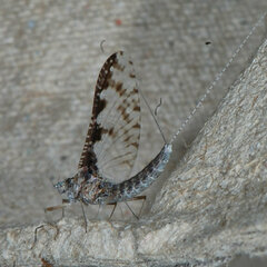 Callibaetis
