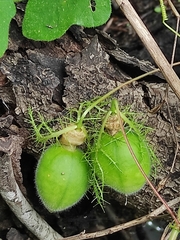 Passiflora