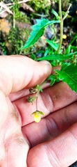 Calceolaria