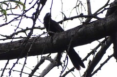 Crotophaga sulcirostris