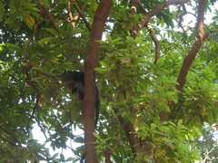 Cercopithecus mitis manyaraensis