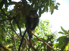 Cercopithecus mitis manyaraensis