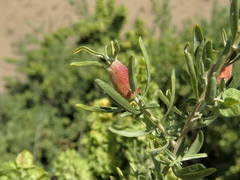 Asphondylia atriplicis