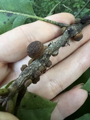 Kokkocynips imbricariae