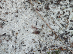 Pogonomyrmex badius