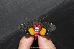 Penthicodes variegatus