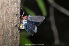 Kalidasa nigromaculata