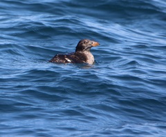 Cerorhinca monocerata