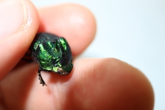 Phanaeus furiosus