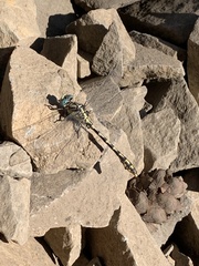 Ophiogomphus