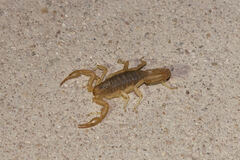 Paravaejovis spinigerus