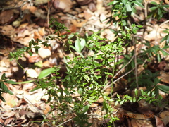 Vaccinium myrsinites