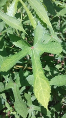 Abelmoschus moschatus