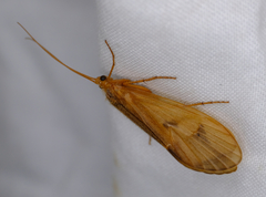 Onocosmoecus unicolor