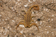 Centruroides sculpturatus