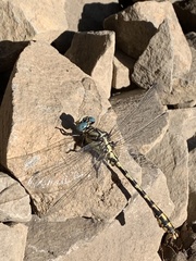 Ophiogomphus
