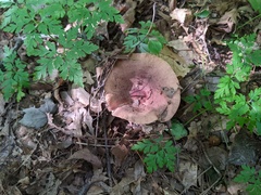 Lactarius quietus