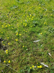 Moraea fugacissima