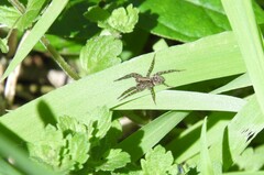 Lycosinae
