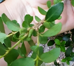 Gyropsylla ilecis