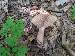 Lactarius quietus