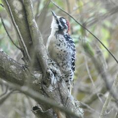 Dryobates nuttallii