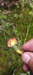Lanmaoa