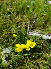 Moraea fugacissima