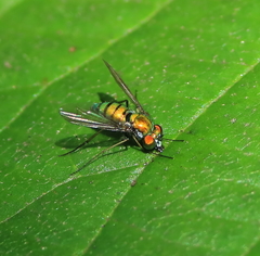 Condylostylus comatus