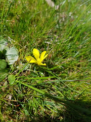 Moraea fugacissima