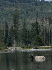 Cervus canadensis canadensis