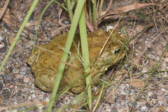 Incilius alvarius