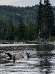 Cervus canadensis canadensis