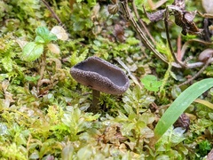 Helvella fibrosa