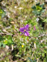 Thysanotus manglesianus