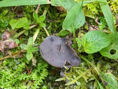 Helvella fibrosa
